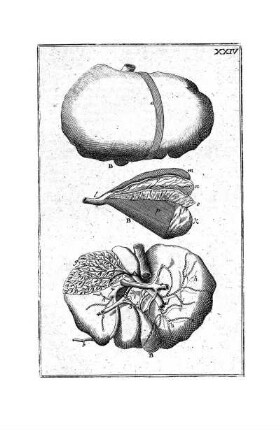 XXIV