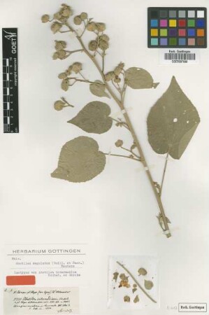 Abutilon intermedium Hochst. ex Garcke [isotype]