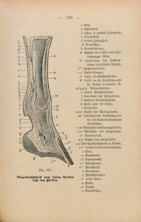Fig. 100. Längsdurchschnitt vom linken Vorderfuße des Pferdes