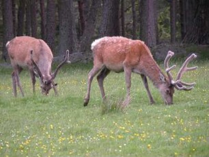 Äsendes Rotwild im schottischen Hochland bei Breamar