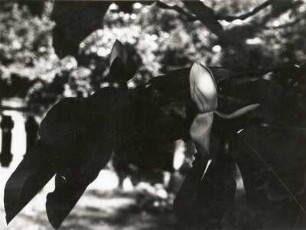 Deutschland. Magnolie (Magnolia), Blüte und Knospe
