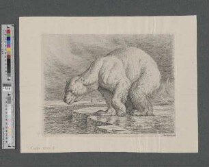 [Eisbär]