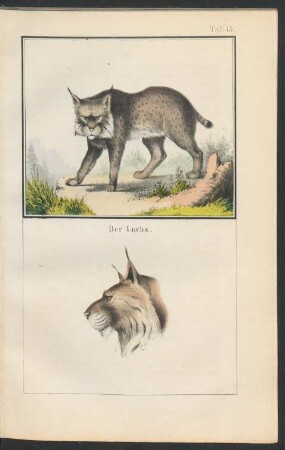 Tafel 15.: Der Luchs.