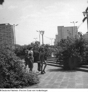 Dresden; Wenn in Dresden die Rosen blühen