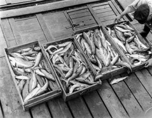 Fischhandel