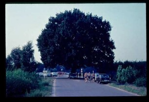 Kladow Eiche 13.8.66.