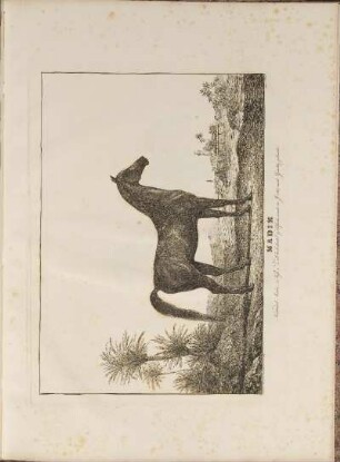 Illustration: Madim. Naional Araber, ...