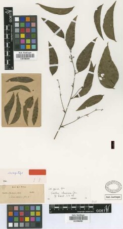 Smilax staminea Griseb. [Isosyntype]