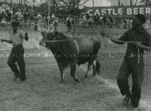 Preisgekrönter Jersey-Bulle bei Parade nach seinem Sieg bei der West Province Agricultural Show in Kapstadt (Südafrika)