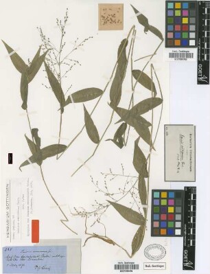Panicum enneaneurum Griseb.