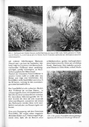 Abb. 6: Der gemeine Froschlöffel (Alisma plantago-aquatica). Juli 1976 in der Horneburger Elbmarsch