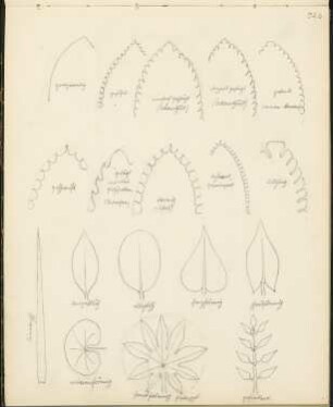 Skizzenbuch 4: Ornament- und Architekturstudien, ganzrandig, gezähnt, einfach gesägt (Akanthus), doppelt gesägt (Akanthus), ge[…]eift, gesägt mit rund[…] (Intarsien)