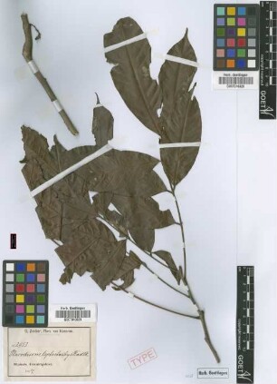 Placodiscus leptostachys Radlk.