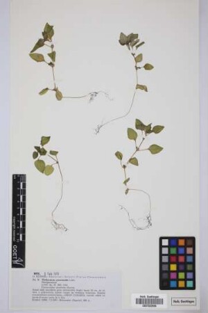 Theligonum cynocrambe L.