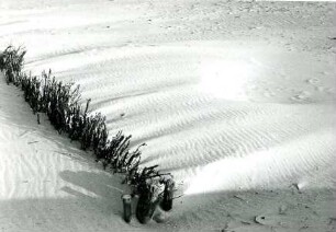 Grasbewachsene Sanddünen, Kurische Nehrung