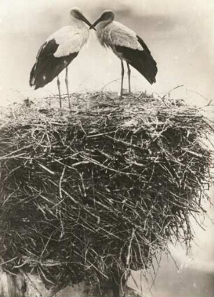 Bad Buchau. Weißstorch (Ciconia ciconia), Männchen und Weibchen auf dem Nest