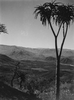 Savannenvegetation : Savannenvegetation im Hochland Südafrikas
