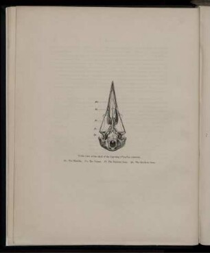 Under view of the skull of the Lapwing.