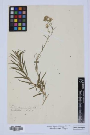 Lychnis