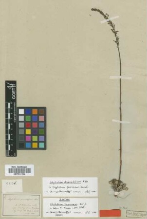 Stylidium pruinosum Sond. [isotype]