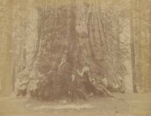 Yosemite: Mariposa Grove - Big Trees: "Grizzly Giant" : circumference: 29 meters