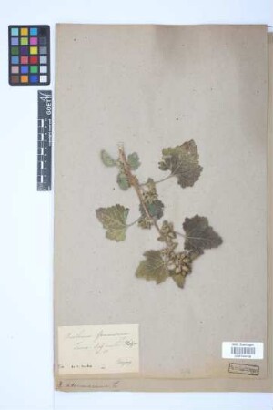 Xanthium strumarium L.