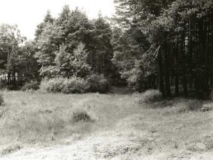 Oberlausitzer Heide. Weiter, verlandeter Gieser (Jeser) bei Zeißholz (geschloss. Hohlform im Bereich gestauchter Braunkohlenflöze) Nr. 7