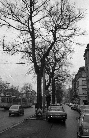 Fällung von 55 abgestorbenen oder kranken Bäumen im Stadtgebiet von Karlsruhe