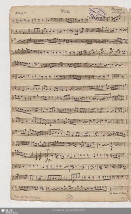 Viola