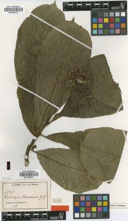 Hoplestigma pierreanum Gilg [type]