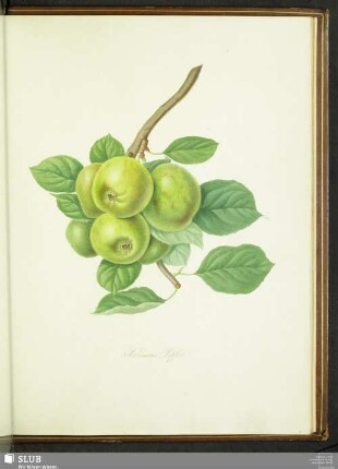 Robinson's Pippin
