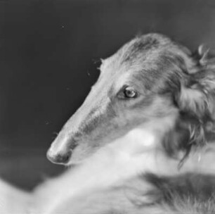 Windhund
