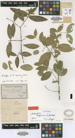 Malpighia oxycocca Griseb. var. biflora (Poir.) Nied.