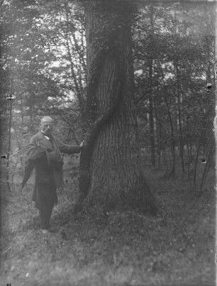 Eiche mit Efeu : Ein Mann neben einer Eiche (Quercus Linnaeus), die mit Efeu (Hedra helix Linnaeus) bewachsen ist.