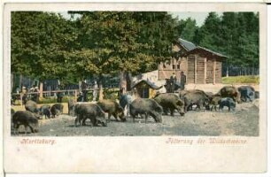 Moritzburg. Wildschweine