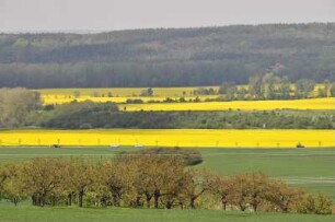 Vorharzgebiet - Rapsfelder : Das hügelige Vorharzgebiet in der Nähe von Gernrode, aufgenommen am 5. Mai 2010