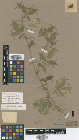 Solanum grossularia Bitter [syntype]