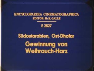 Südostarabien, Ost-Dhofar - Gewinnung von Weihrauch-Harz