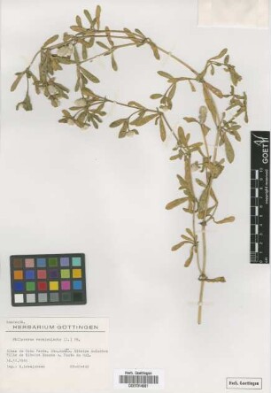 Philoxerus vermicularis (L.) PB.