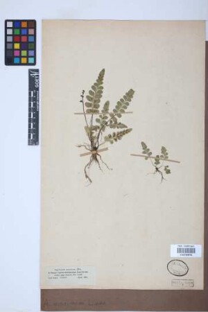 Asplenium marinum