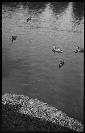 Teich mit Enten