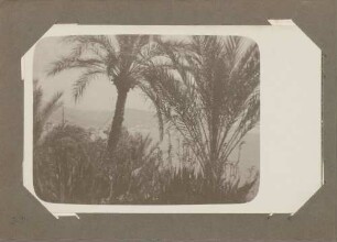 Blick durch Palmen auf den [Luganer See]
