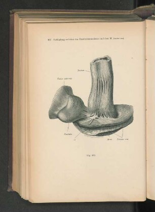 Fig. 404 Verbindung zwischen der Mastdarmmusculatur und dem M. levator ani.