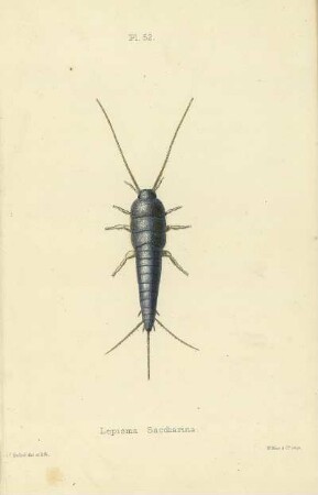 Plate LII. Lepisma saccharina.