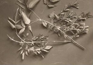 Eschen-Ahorn (Acer negundo). Fruchtstand