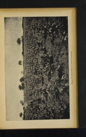 Junges Baumwollfeld in Deutsch-Ostafrika.