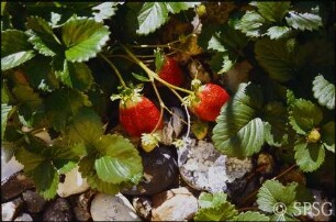 Potsdam, Park Sanssouci, Erdbeeren.