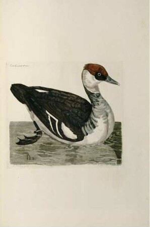 Red headed Smew