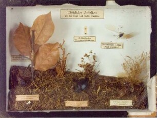Nützliche Insekten auf der Jagd nach schädl. Insekten