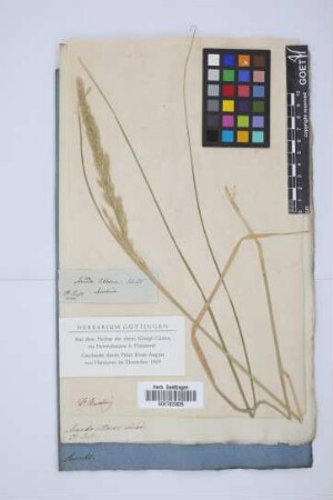Arundo littorea Schrad.